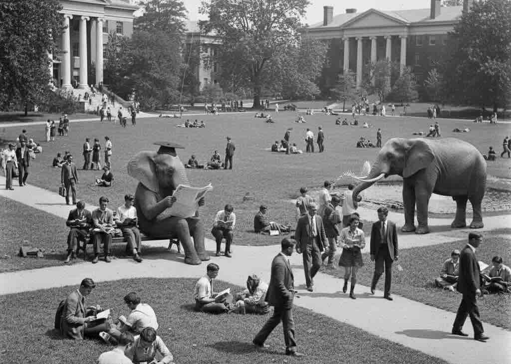 la academia es un sitio que hace difícil detectar al elefante en la sala